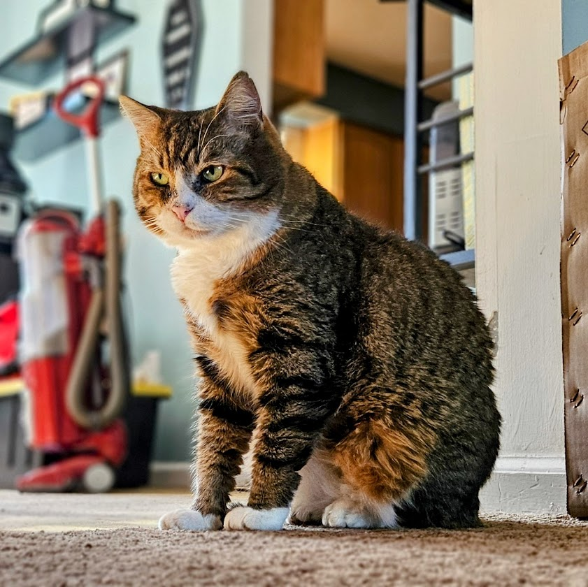 Tarquin Missing Poster